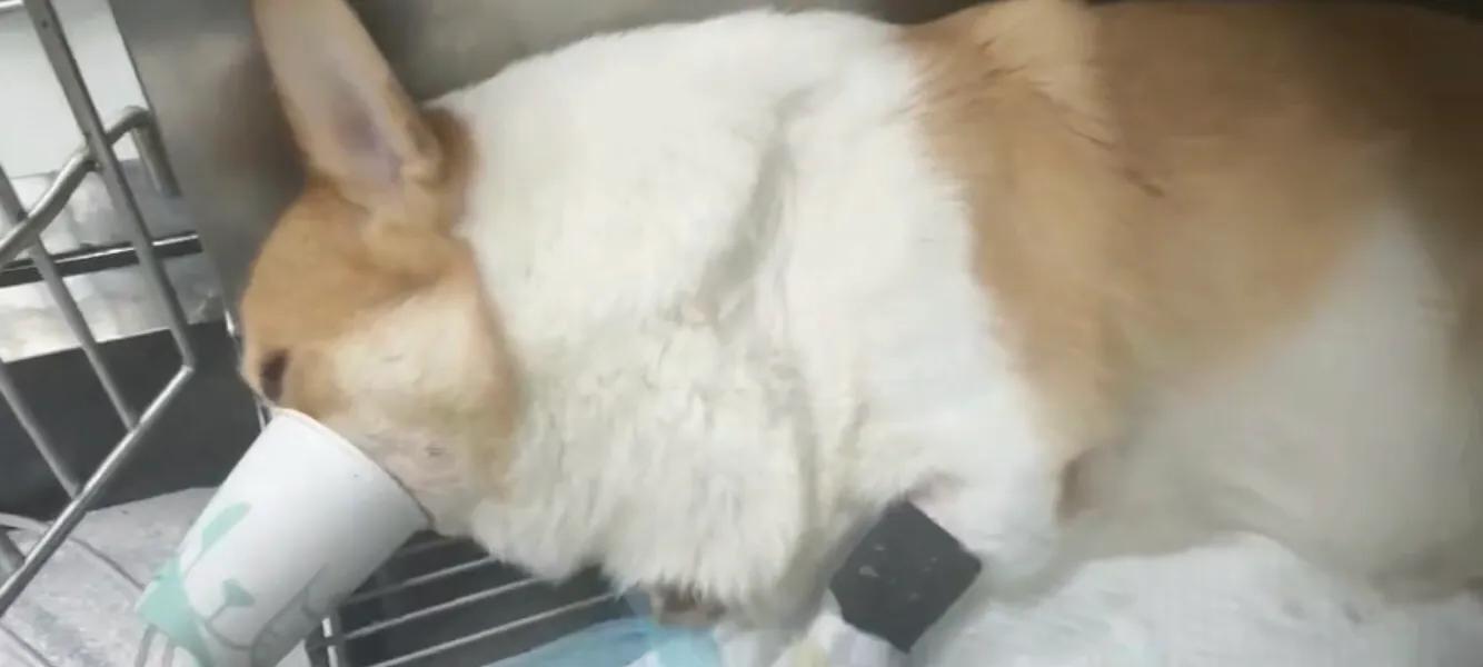 狗狗生病了你不要难过,狗狗生病了永远的离开了我