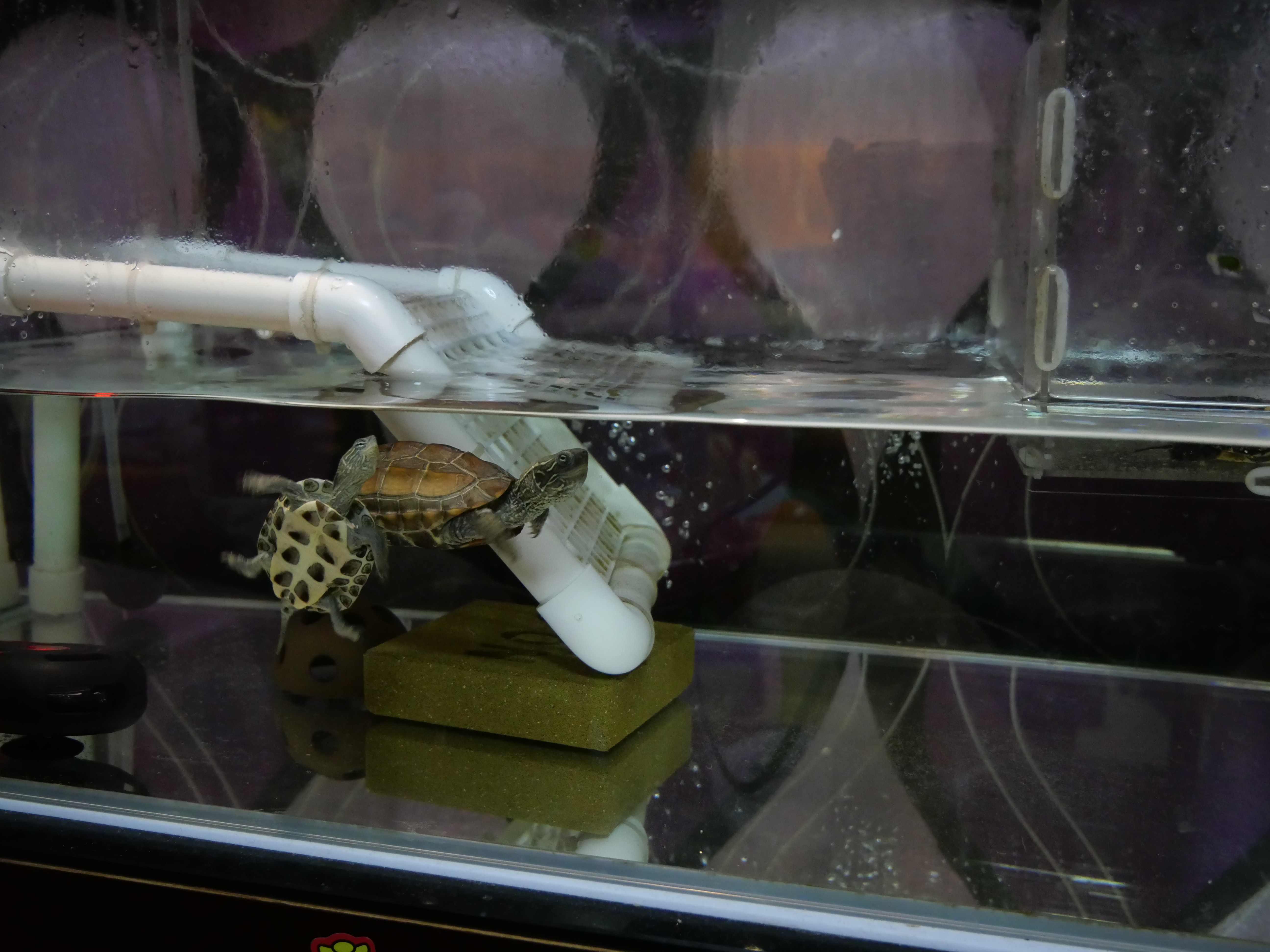 龟蛋孵化出壳怎么养,家养乌龟龟蛋用沙子怎么孵化