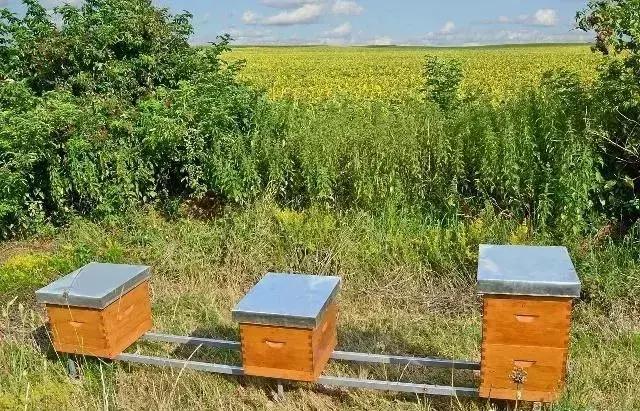 蜜蜂喂水加多少盐,蜜蜂的饲养技术有哪些