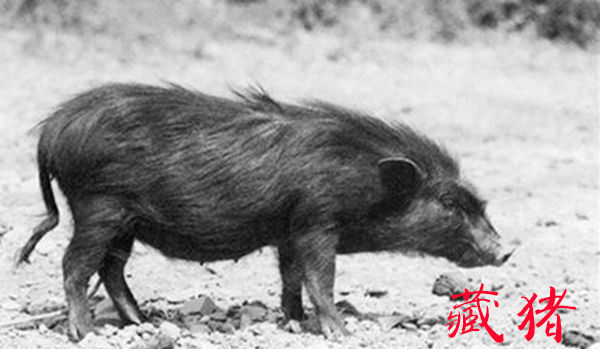 现在全国最新猪肉价格多少钱,目前猪肉价格最高和最低差多少钱