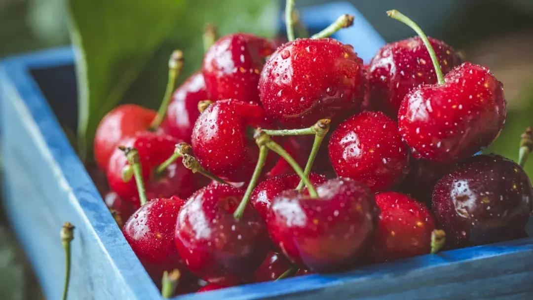 成都出发不到1h！3000多亩樱桃桑泡er随你摘，吃不饱算我输！