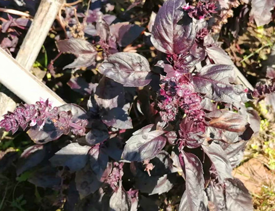 能驱蚊的盆栽,可以驱蚊的盆栽可靠吗