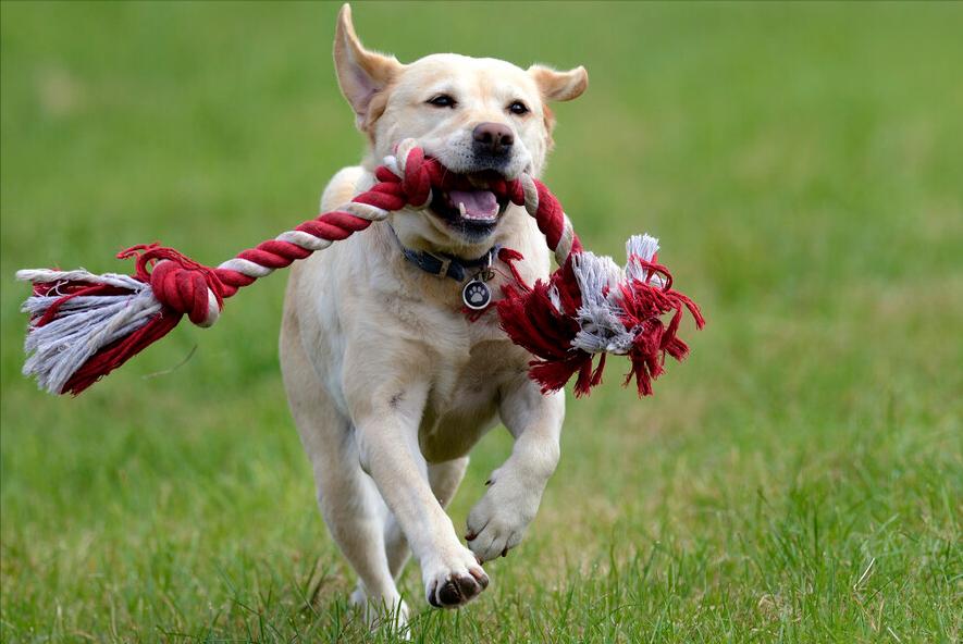 养拉布拉多犬一年得多少钱,养拉布拉多犬一个月需要花多少钱