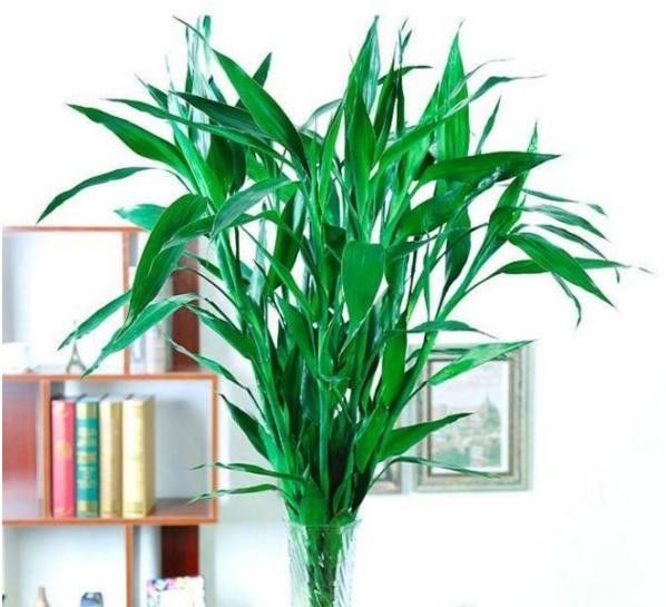 6种吉利花养在客厅里,适合家里养的吉利花