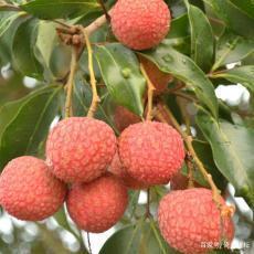 中国荔枝第一镇的荔枝树,高州评为十大水果之乡