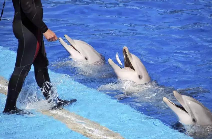 小飞象真实事件,小飞象的真实故事