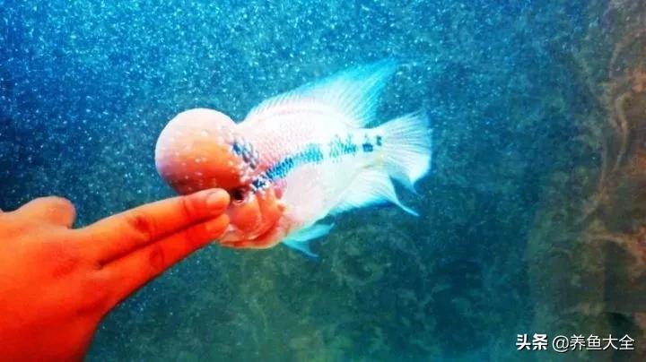 涓轰簡鍏婚奔鎶婂娣逛簡,涓轰簡鍏婚奔绂诲