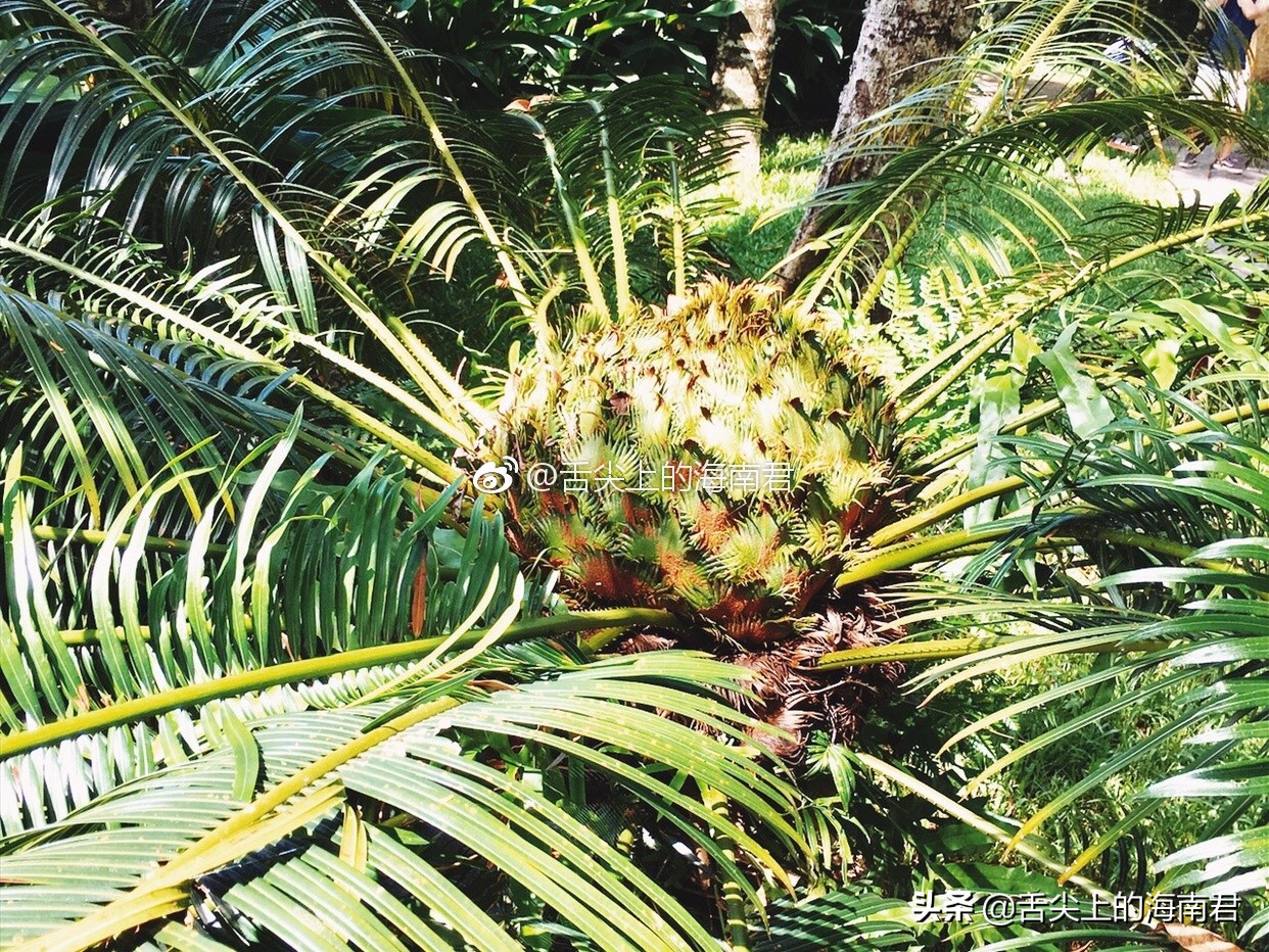 令人流连忘返的美景,令人心旷神怡的地方海南