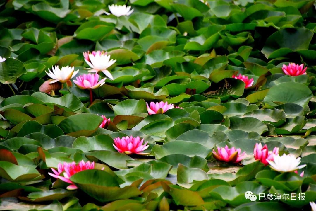 临河植物园景色,临河荷花景区