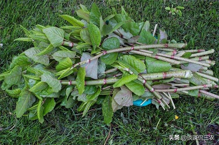 潮汕一种叫蛇总管的草药,蛇总管的别名