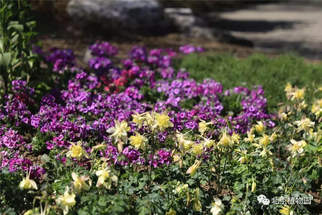 中国科学院植物研究所北京植物园,北京植物园有牡丹花还有什么花