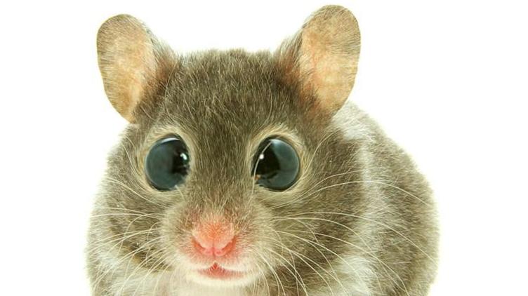 养仓鼠的十大禁忌,养仓鼠的十大禁忌入门必知