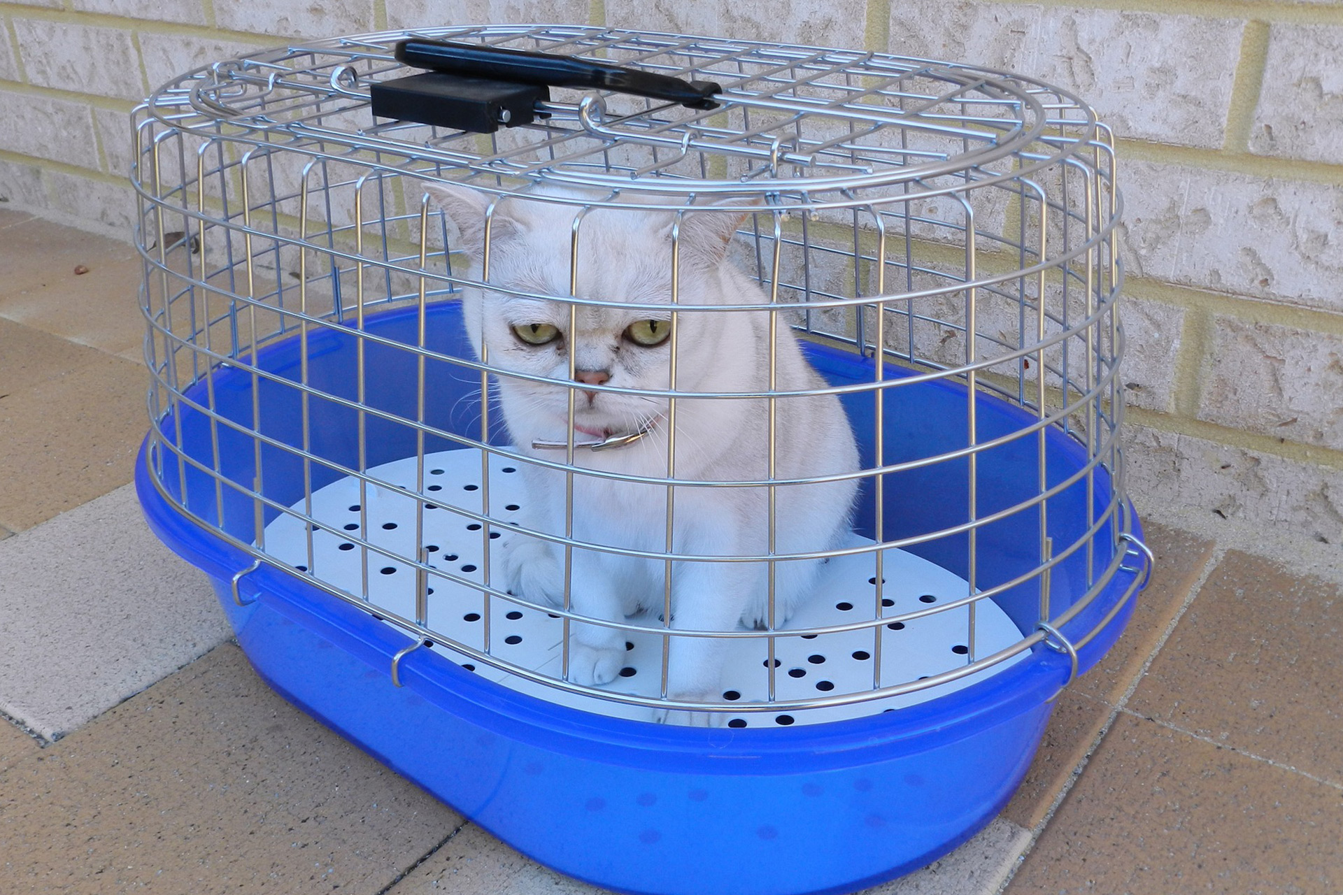 训猫咋训,训猫技巧