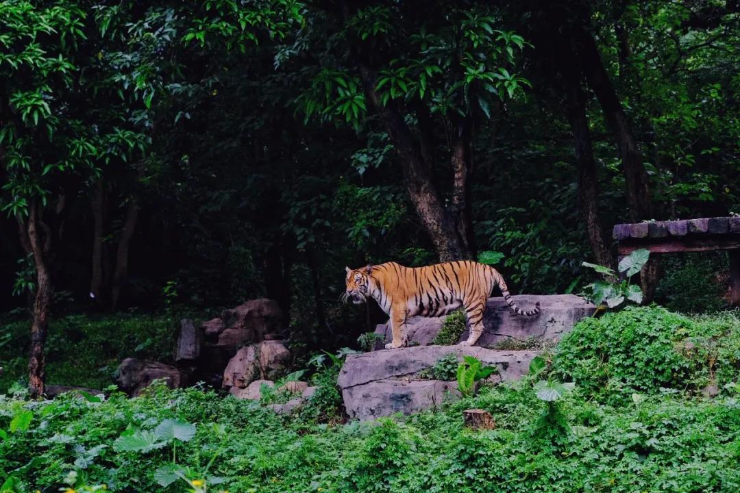 广州长隆最省钱玩法,最实惠广州长隆攻略