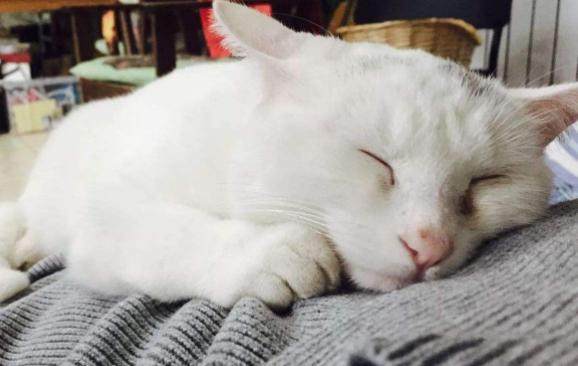 猫咪得了乳腺瘤怎么办,猫咪肿瘤要怎么治疗