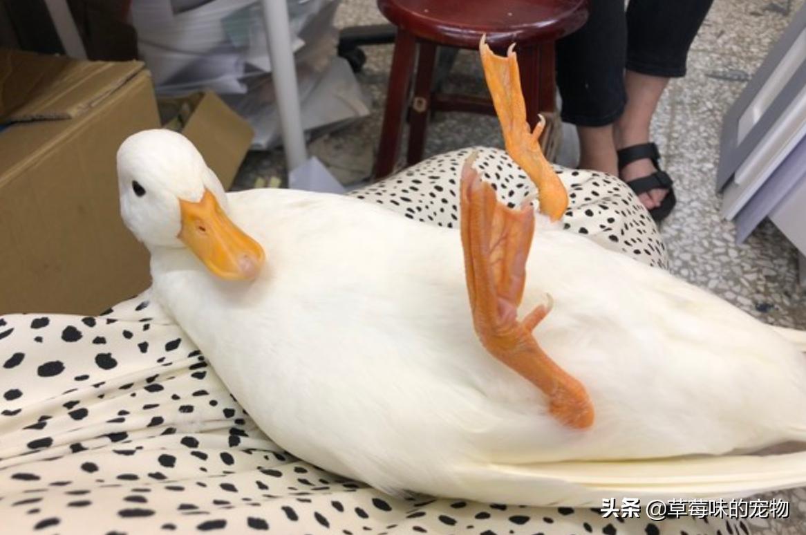 坐地铁耳边传来“呱呱”声，他低头一看被萌翻，实在是太可爱了