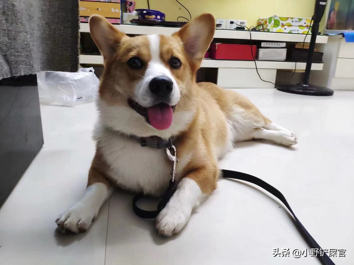 狗绳方便好系,遛狗比较好的狗绳