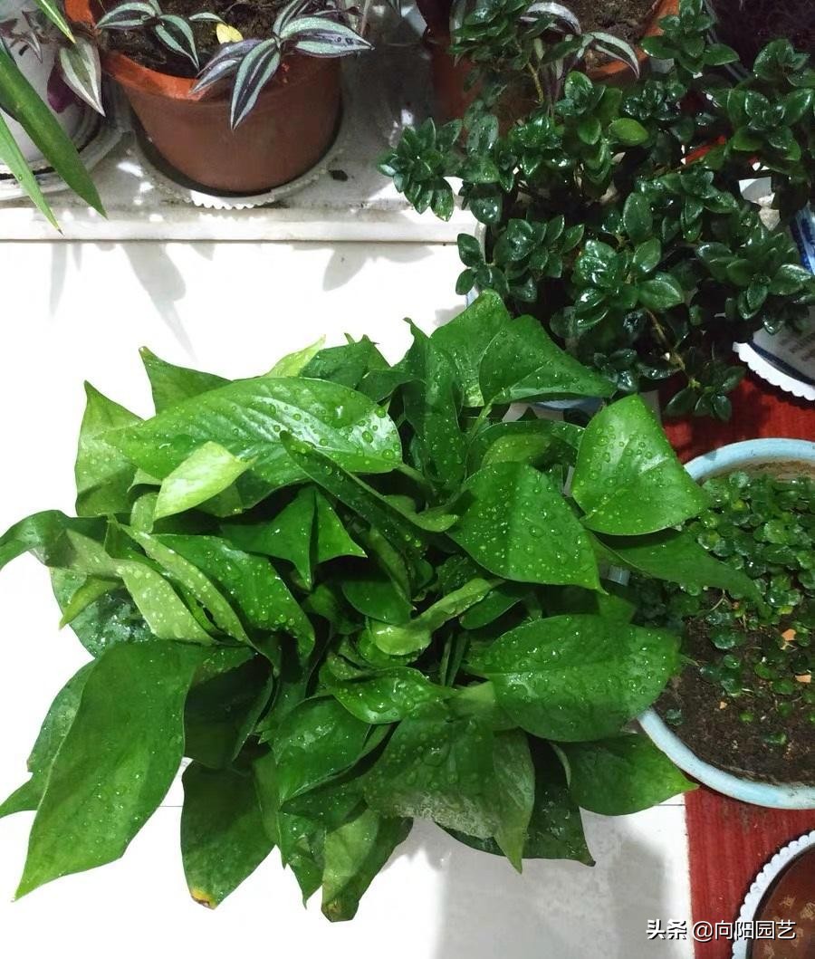 绿萝黄叶有几种原因及处理方法,绿萝叶子上有黑斑还会恢复绿叶吗