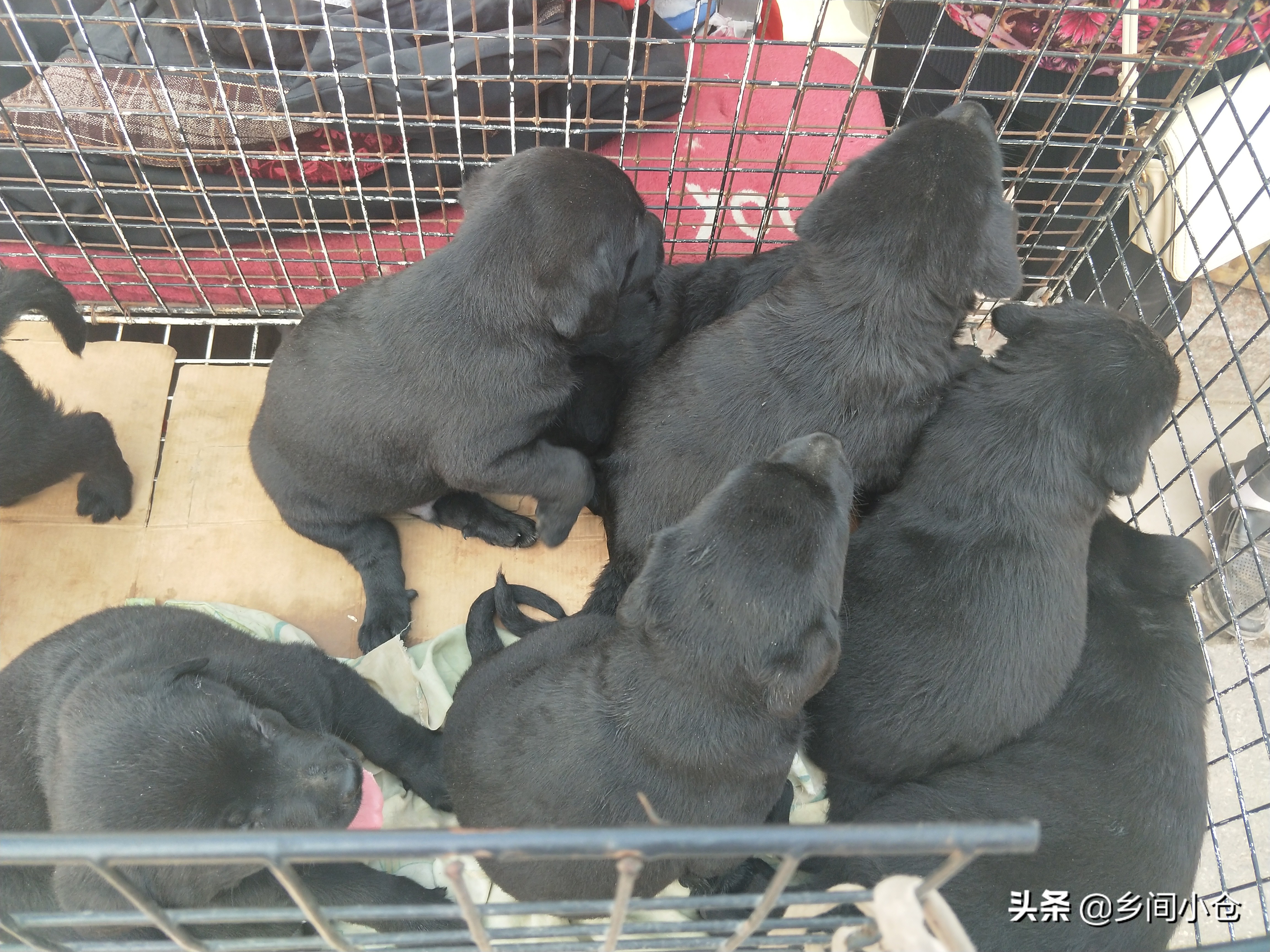 小妹子逛狗市遇到没见过的品种,大型狗市都有什么品种