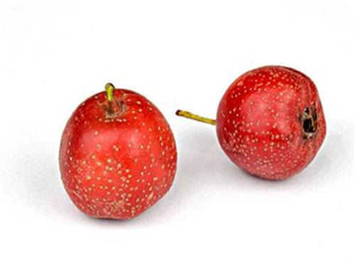 山楂树种植：科学规范管理山楂树，提高山楂树果实产量