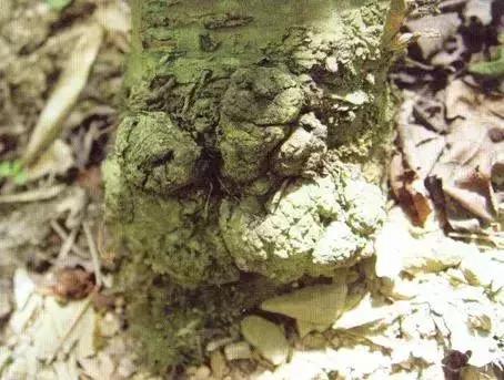 樱桃的常见病虫害及防治方法,樱桃常见虫害防治方案