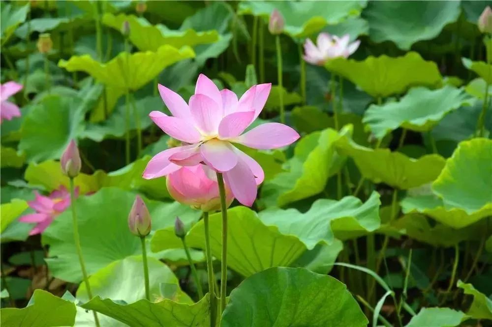 夏季最美荷花在哪里,山东最漂亮的荷花