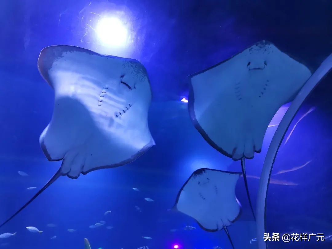 「广元卡尔海洋世界」海洋科普—鳐鱼：其实，我是被压扁的鲨鱼