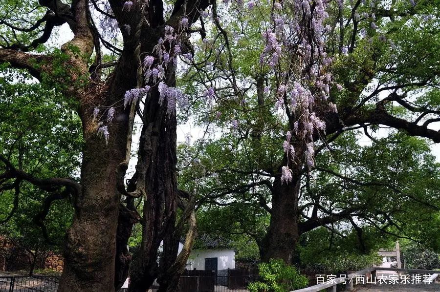 苏州西山网红打卡地樱花,苏州西山风景区有什么好玩的地方