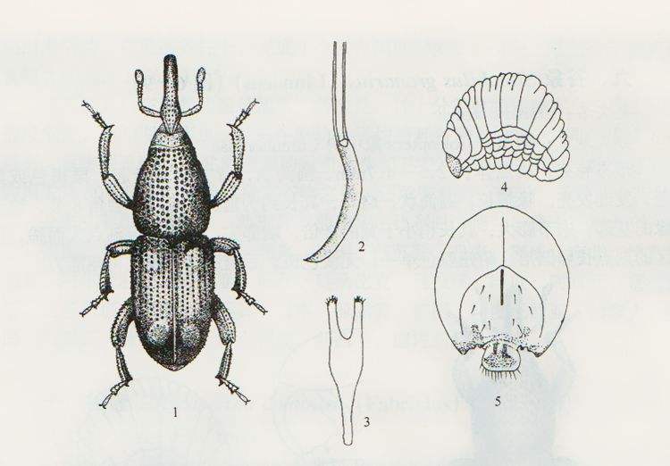 密封包装大米能存多久,大米密封怎么还会生虫子