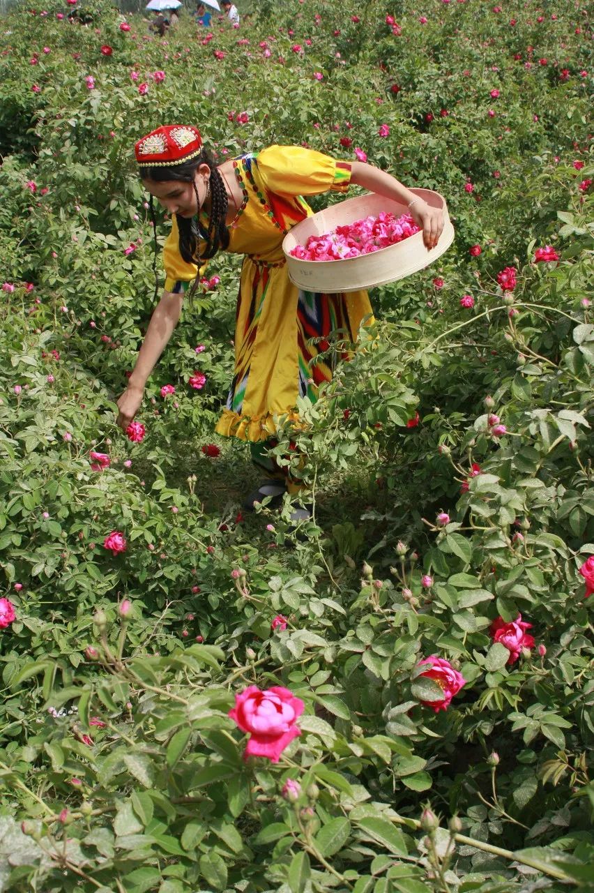 涓嶈兘鍘诲鍦扮殑鐞嗙敱,浜旂浜轰笉鑳藉幓鐤嗗唴鏃呮父