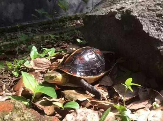 黄缘龟喜欢的植物,黄缘龟有灵性吗