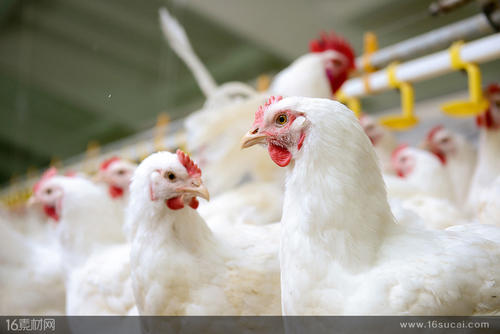 鸡花斑肾是怎么回事呢？养殖户朋友请收藏