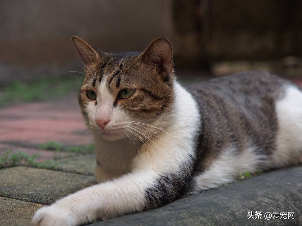 猫咪有跳蚤怎么快速去跳蚤,猫咪长跳蚤怎么快速去除