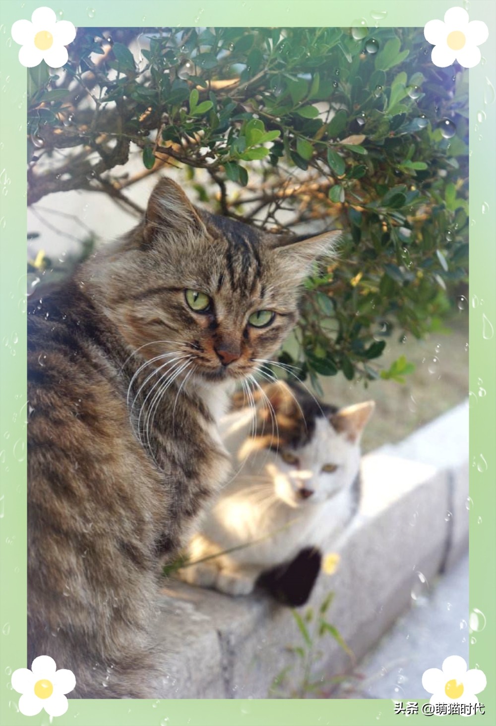 捡到没断奶的流浪猫应该怎么办,捡到无毛流浪猫怎么办