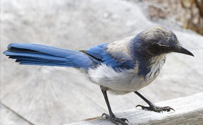 东江揽胜,惠州淡水常见鸟类图谱