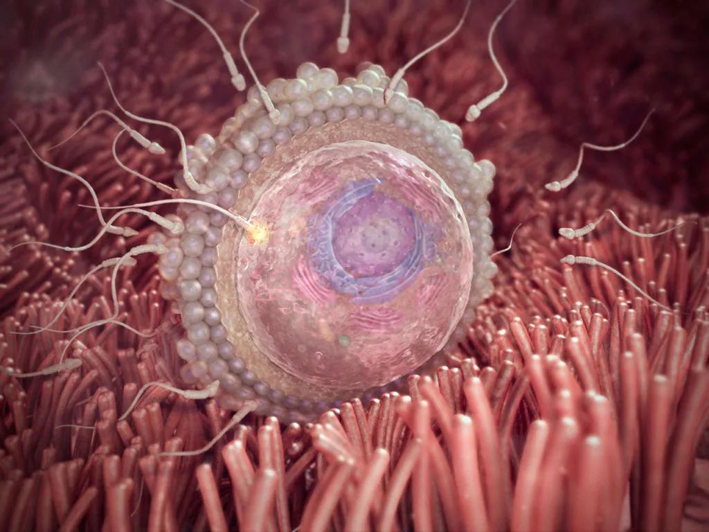 怀孕40周胎宝宝每周长什么样,怀孕40周胎停什么原因