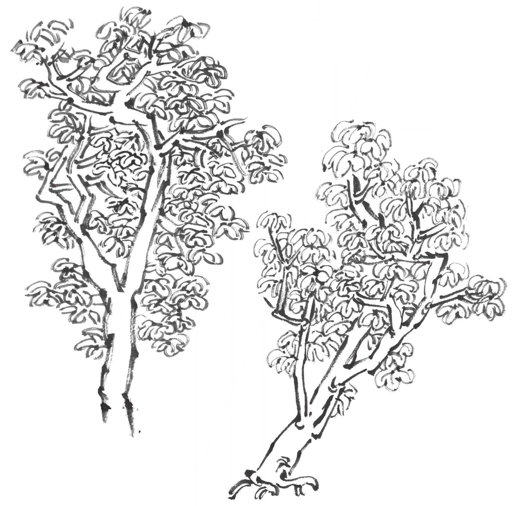 树画简单初学者教程,树画不好看了怎么改