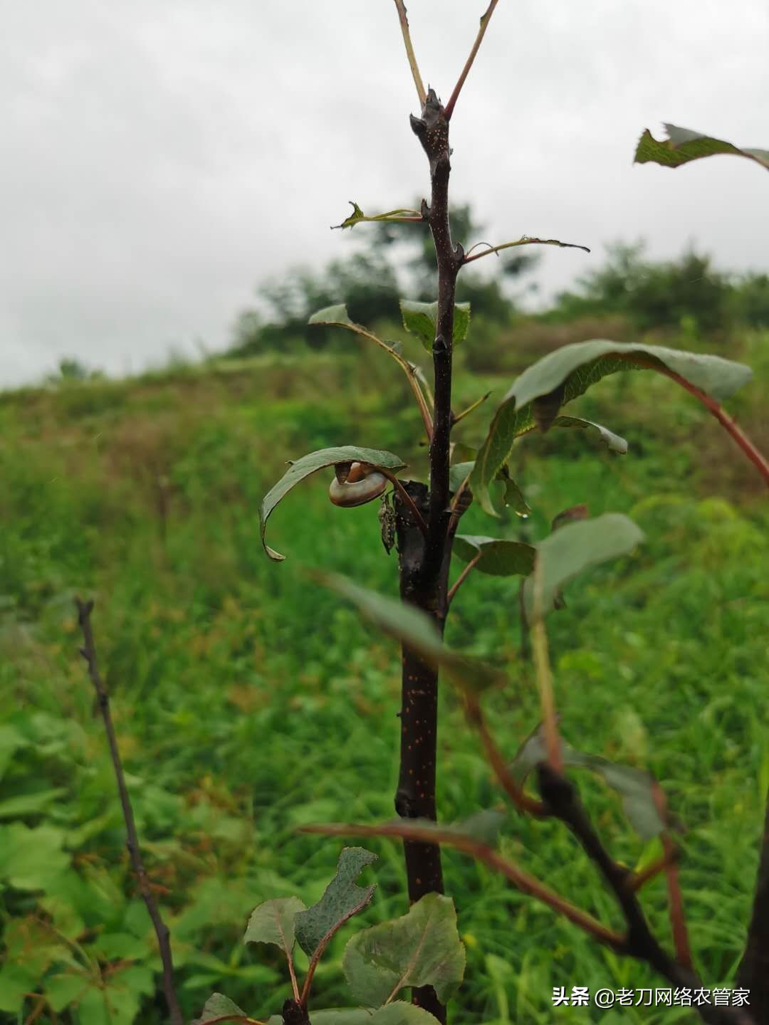 梨树芽头被咬掉用什么药,梨树叶长刺打什么药