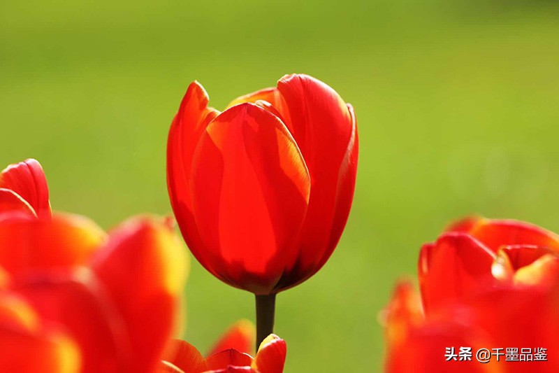 静物摄影作品欣赏郁金香,郁金香的摄影作品欣赏