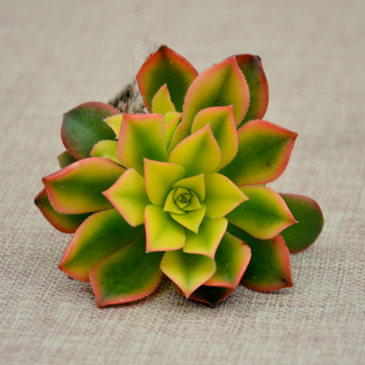 室内耐阴多肉植物推荐,多肉植物耐阴吗