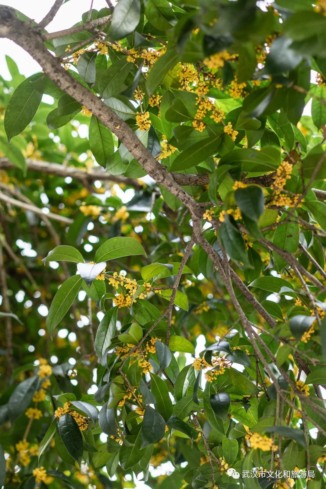 武汉的桂花，香了「美文|科普|导游」