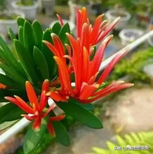 开运招财，非其莫属！清风雅韵，当之无愧！