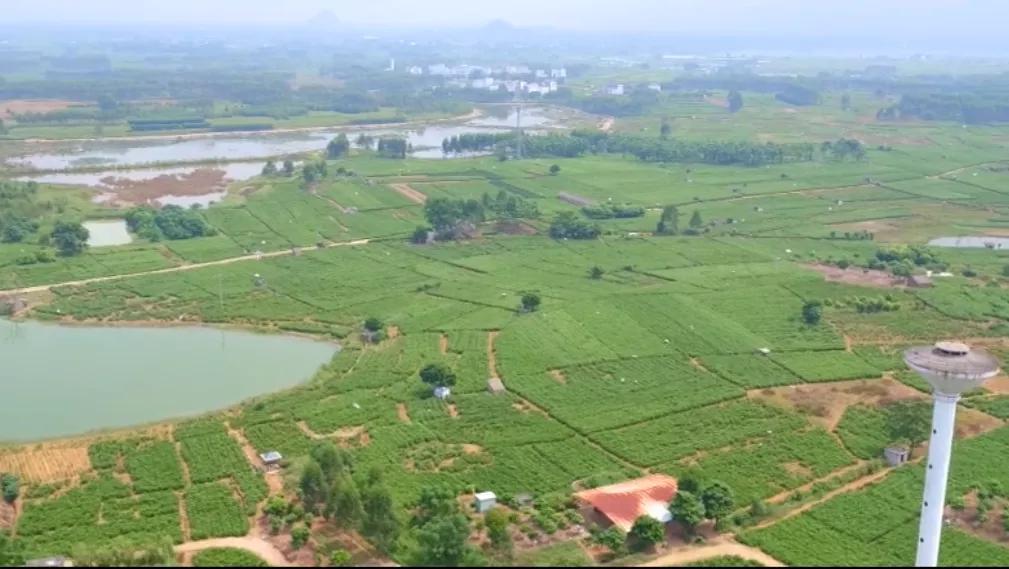 濯濯冰雪花,遗世满芳华,追忆战“疫”天使梁小霞