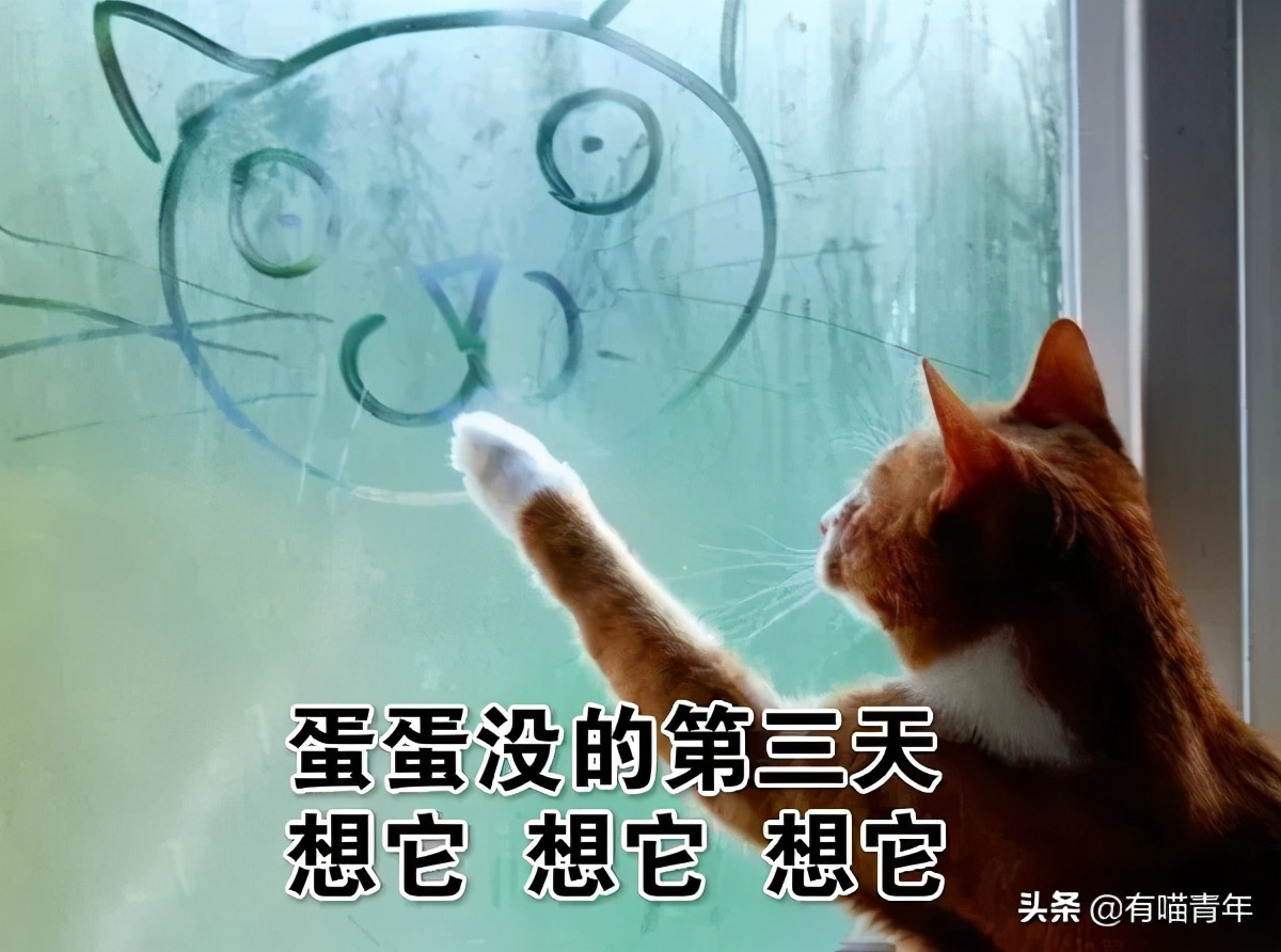 猫咪在啪啪啪的时候,究竟爽不爽?