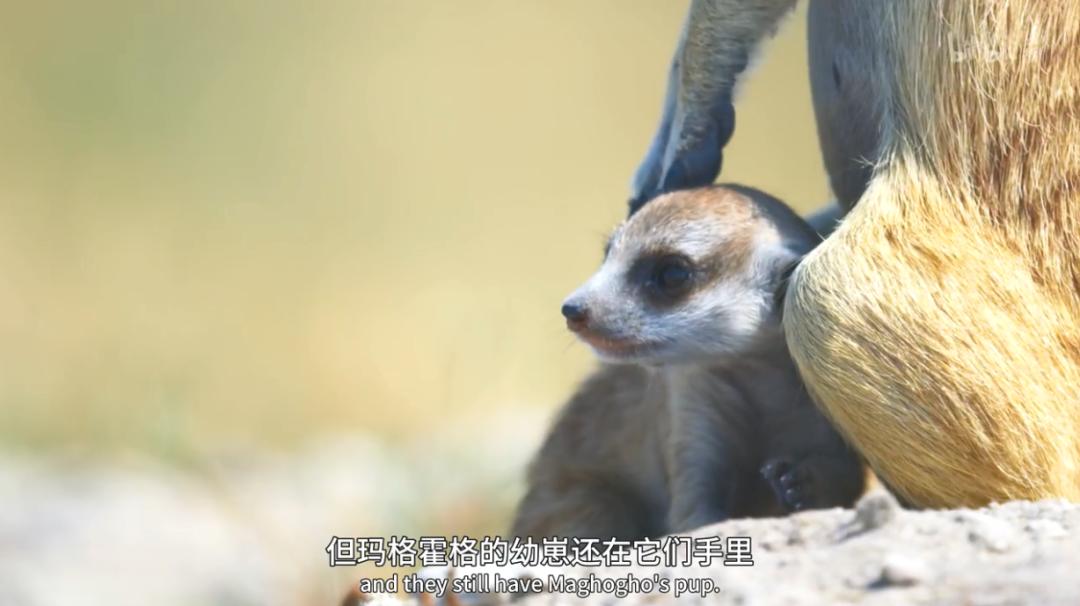 豆瓣评分9.5以上的国产电影有哪些,十部顶级神片推荐