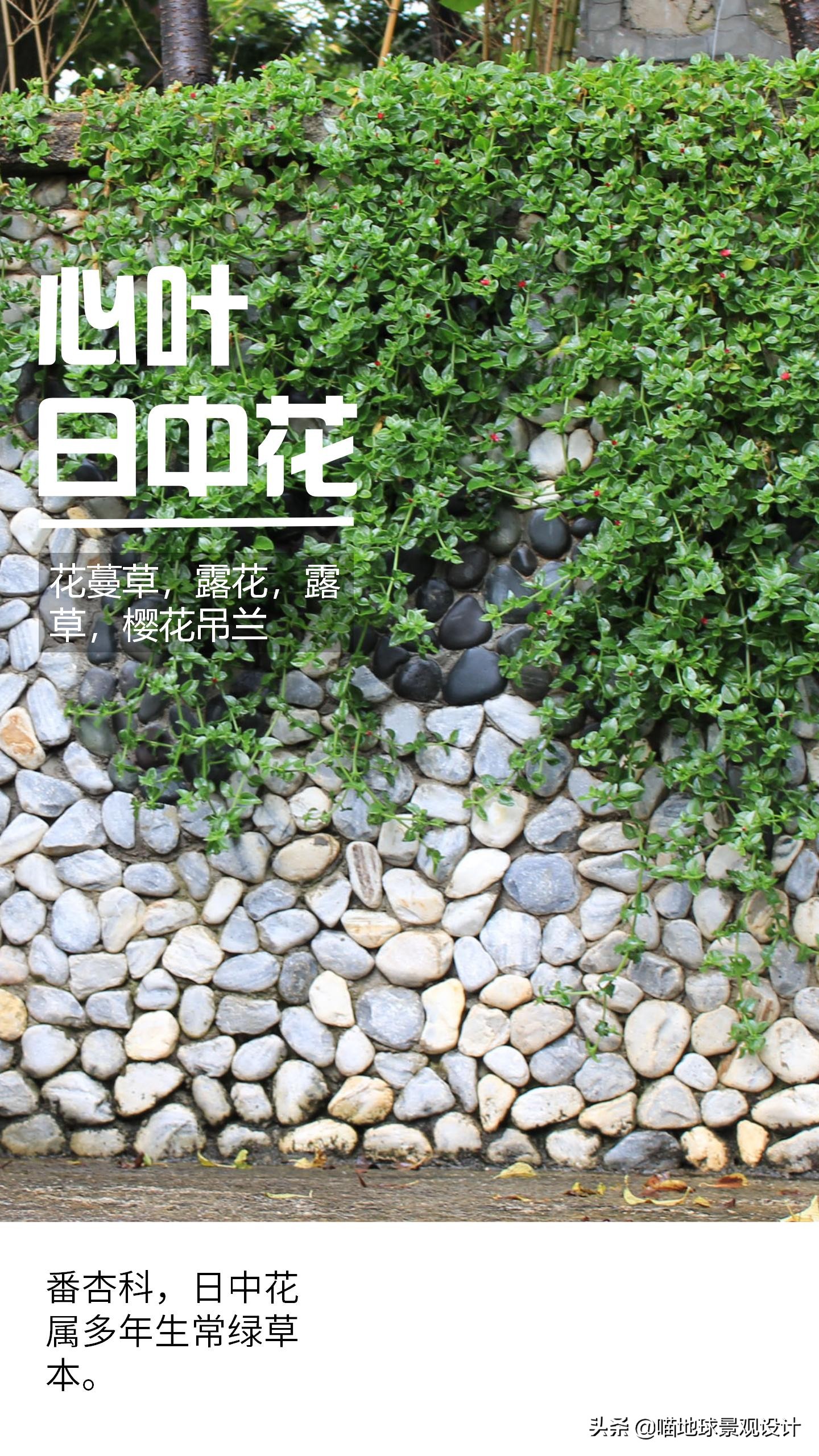 意大利常见的爬藤植物,25种爬藤植物