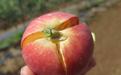 孙悟空偷吃蟠桃的表现,孙悟空偷吃蟠桃总结