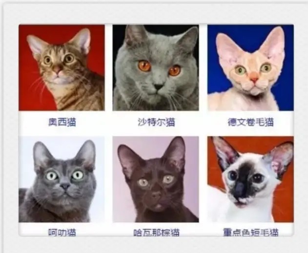 猫咪有哪些品种大全,不吃肉的猫咪是什么品种