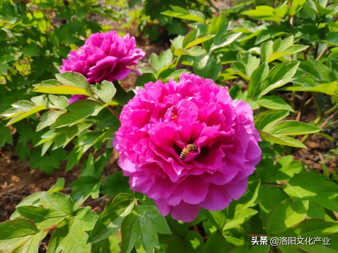 洛阳万安山七彩大峡谷与山顶公园,2020年洛阳万安山山顶公园照片