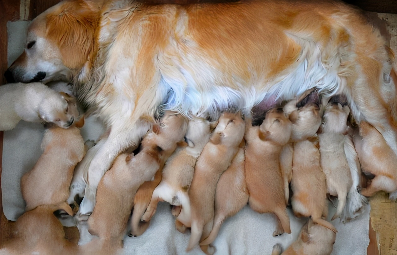 什么原因母狗会吃掉自己的孩子,母狗会不会吃自己的孩子